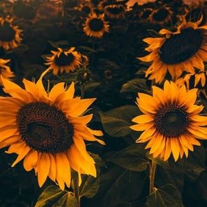 Meet your Posher, Jody